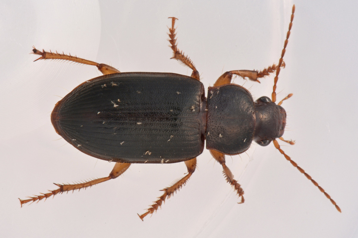 Carabidae ai funghi, Ophonus puncticeps?...Ophonus sp.